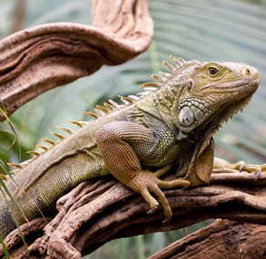 Reptiles & Amphibians